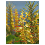 Kahili ginger full color flyer
