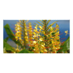 Kahili ginger photo card