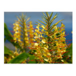 Kahili ginger postcard