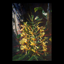 Kahili Ginger posters