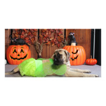 Kahlua - English Mastiff photo cards