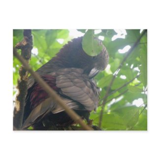 Kaka postcard