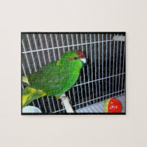 Kakariki Parrot puzzles