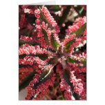 Kalanchoe 'Butterfly Wings' notecard