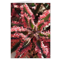 Kalanchoe 'Butterfly Wings' notecard