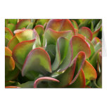Kalanchoe notecard