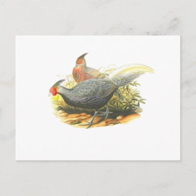 Kalij Pheasant Post Card