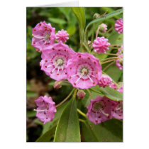 Kalmia 104 ~ card