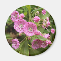 Kalmia 104 ~ magnet