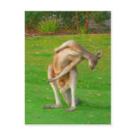 kanga kanga