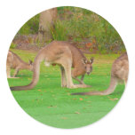kanga sticker