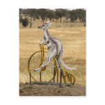 Kangaro On Wheels Post Cards