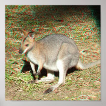 Kangaroo 3D Anaglyph Poster