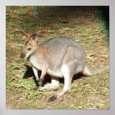 Kangaroo 3D