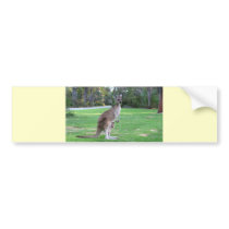 Kangaroo and Joey Bumper Sticker