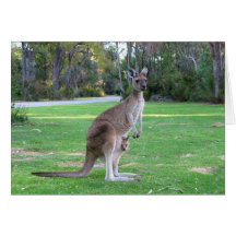 Kangaroo and Joey Greeting Cards