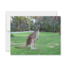 Kangaroo and Joey Announcements