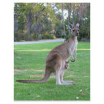 Kangaroo and Joey Personalized Letterhead