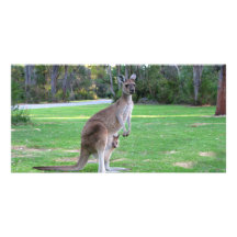 Kangaroo and Joey Photo Card