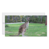 Kangaroo and Joey photo cards