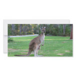 Kangaroo and Joey Photo Card