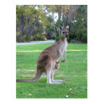 kangaroo and joey post cards r99bc94478cb64e7e9612eb71ff36eb56 vgbaq 8byvr 150 Australia