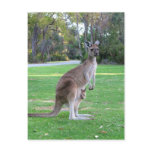 Kangaroo and Joey Post Cards