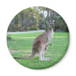 Kangaroo and Joey magnets