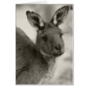 Kangaroo at Warrawong Sanctuary South Australia cards