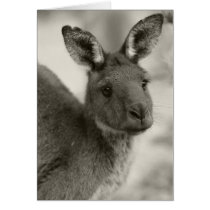 Kangaroo at Warrawong Sanctuary South Australia cards