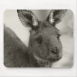 Kangaroo at Warrawong Sanctuary South Australia Mouse Pads