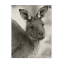 Kangaroo at Warrawong Sanctuary South Australia postcards