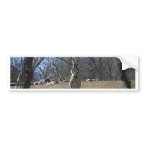 Kangaroo Bumper Stickers