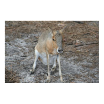 Kangaroo Cutie posters