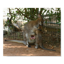 Kangaroo family posters