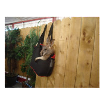Kangaroo In a Bag Poster posters