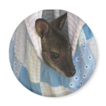 Kangaroo magnets
