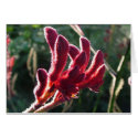Kangaroo Paw cards by rabbithilldesigns Kangaroo Paw cards