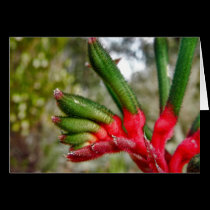 Kangaroo Paw in Perth, Australia cards by webgrrl Kangaroo Paw in Perth, Australia cards