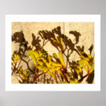 Kangaroo Paw posters