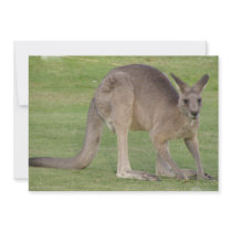 Kangaroo Photo Invitation