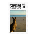 Kangaroo Photo Postage Stamp