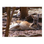 Kangaroo Picnic Post Card