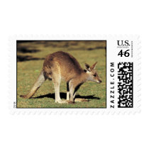 Kangaroo Postage Stamp