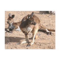 Kangaroo Postcard by aussiepossum Kangaroo Postcard