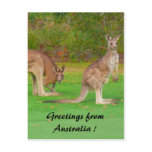 kangaroo post card