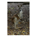 Kangaroo posters by cmphoto Kangaroo posters