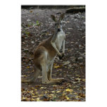 Kangaroo