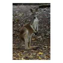 Kangaroo posters