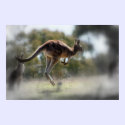 Kangaroo posters